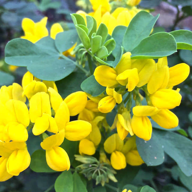 Coronilla glauca