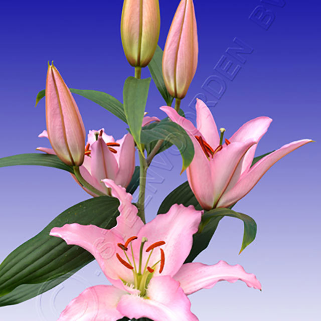 Lilium oriental Sheila Fine Webbing