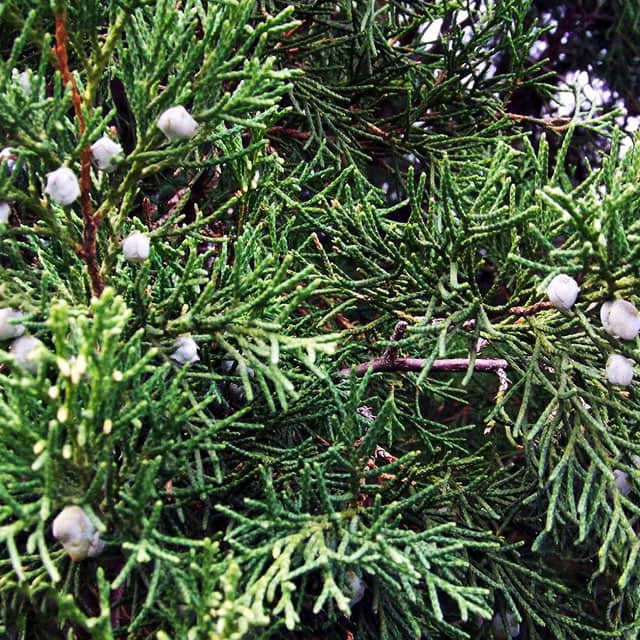 Chamaecyparis taiwanensis