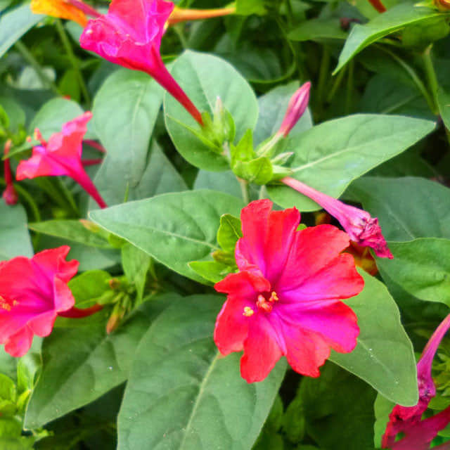 Mirabilis jalapa