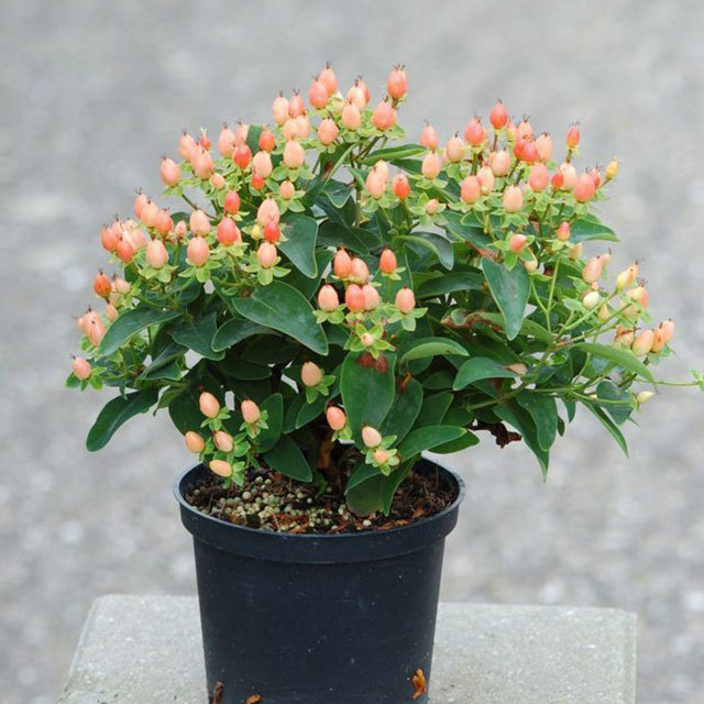 Hypericum Sweet Pearl