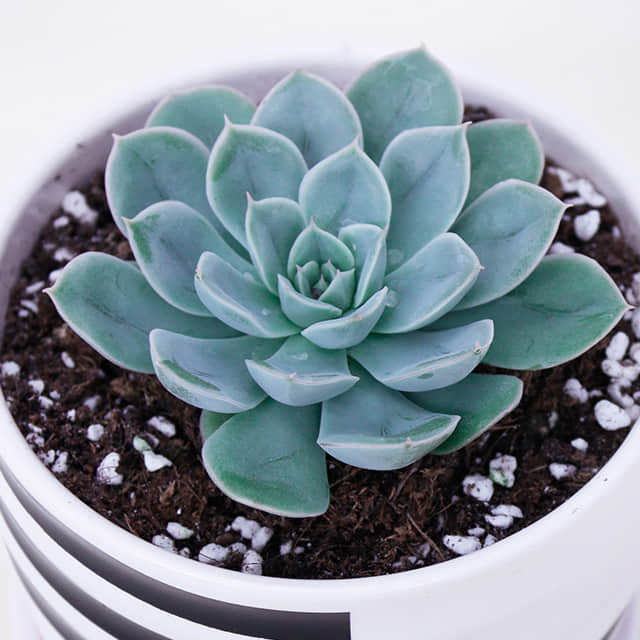Echeveria Moon Fairy Sticky Leaves