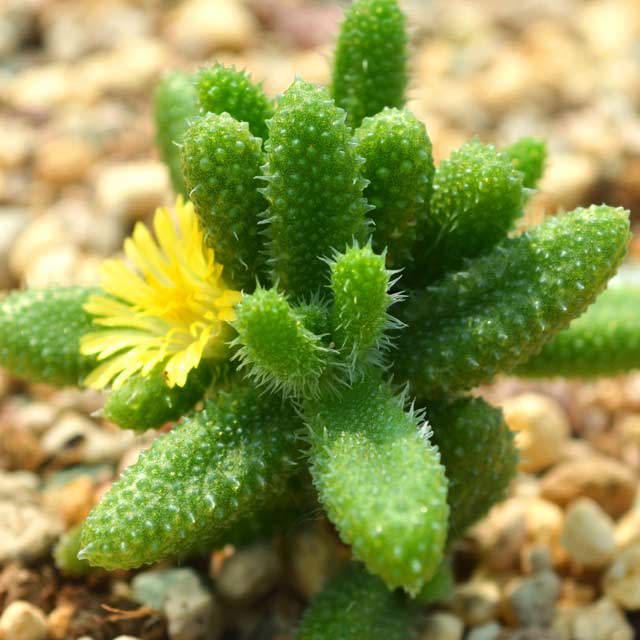 Delosperma echinatum