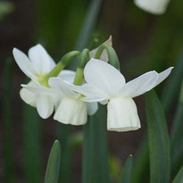 Narcissus Ice Wings