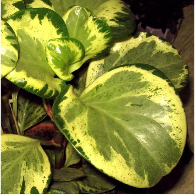 Peperomia obtusifolia Variegata