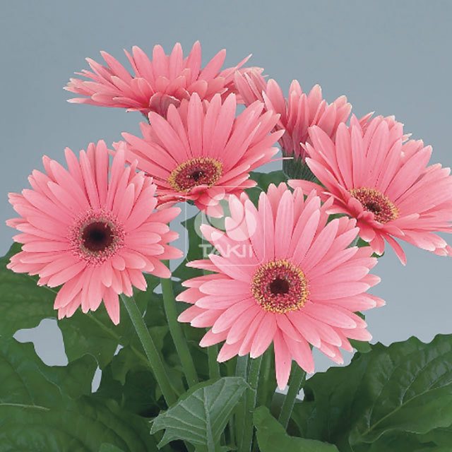 Gerbera Royal F1 Deep Pink 8016 Sticky Leaves
