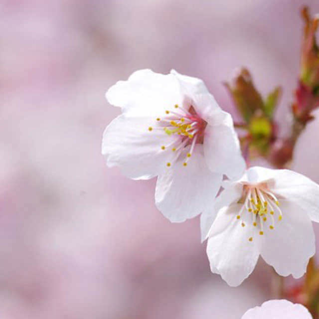Prunus incisa