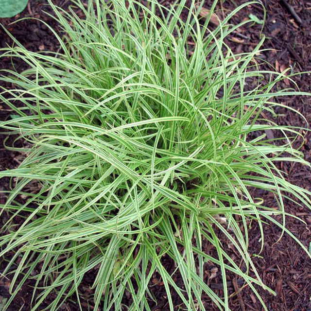 Carex dolichostachya
