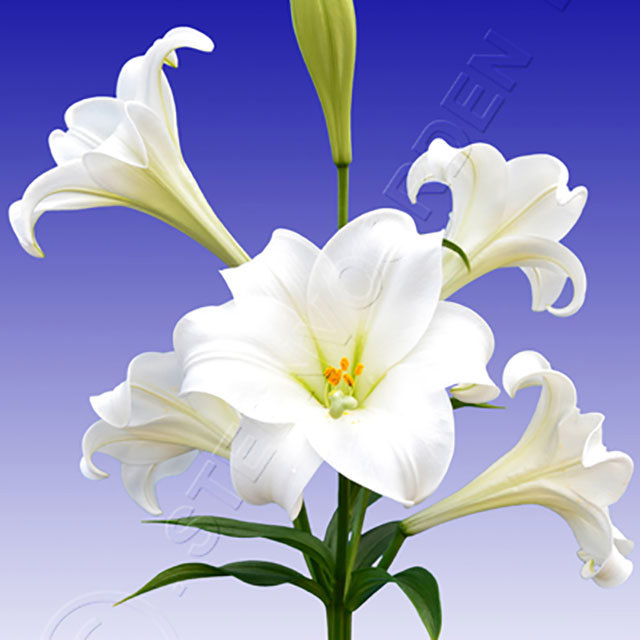 Lilium LA Hybrid Big Tower White Powder