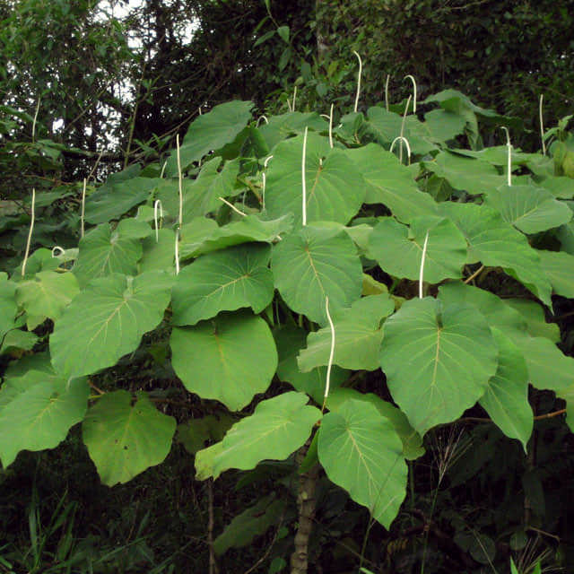 Piper auritum