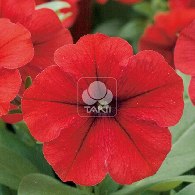 Petunia Trilogy F1 Red