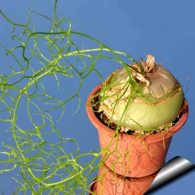 Bowiea volubilis