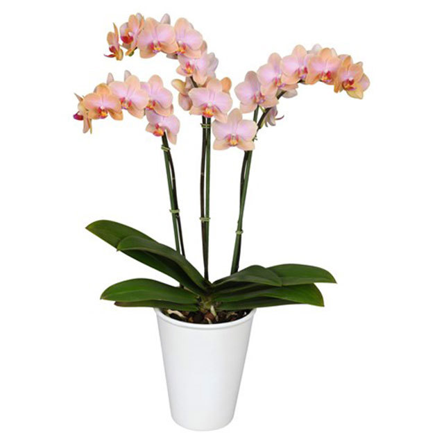 Phalaenopsis Jena