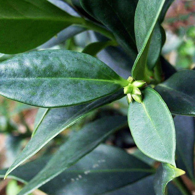 Sarcococca orientalis