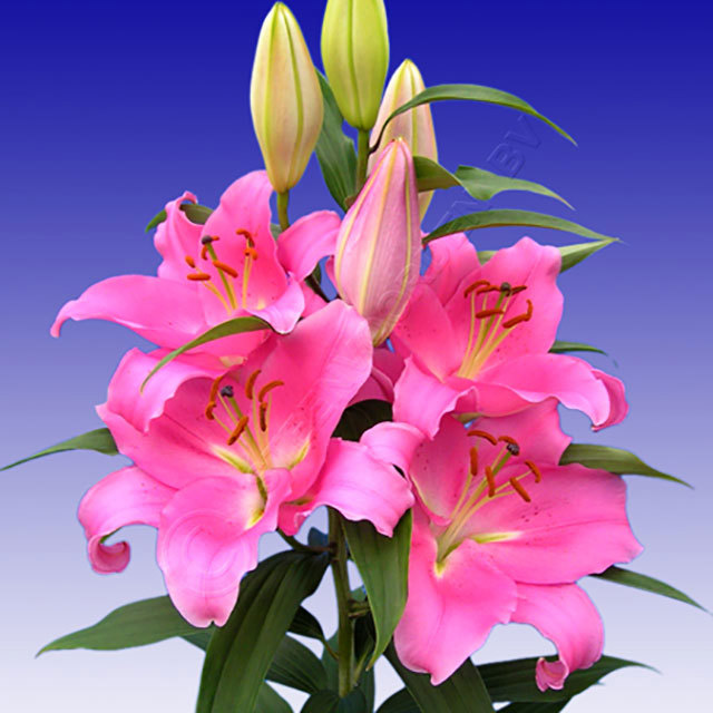 Lilium oriental Striker Fine Webbing