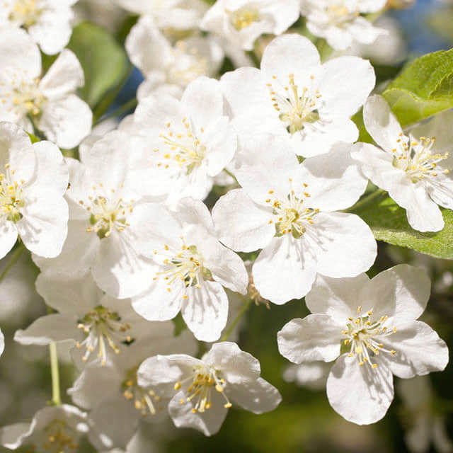 Malus toringo Polvere bianca