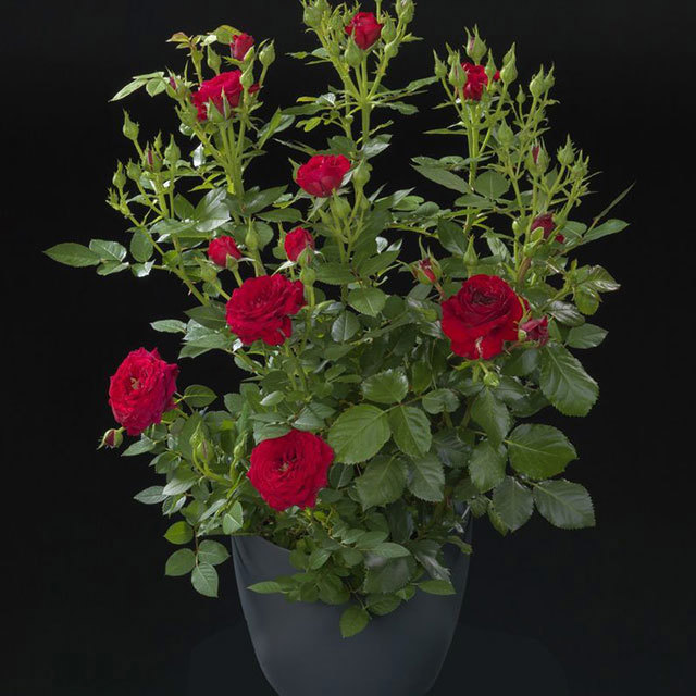 Rosa mini Terrazza Happy Fine Webbing