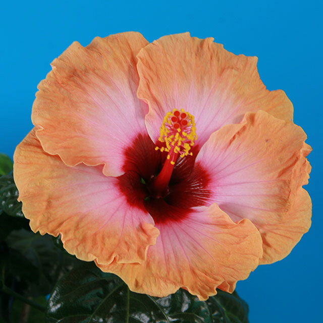 Hibiscus rosa-sinensis Cheerleader Orange Sticky Leaves