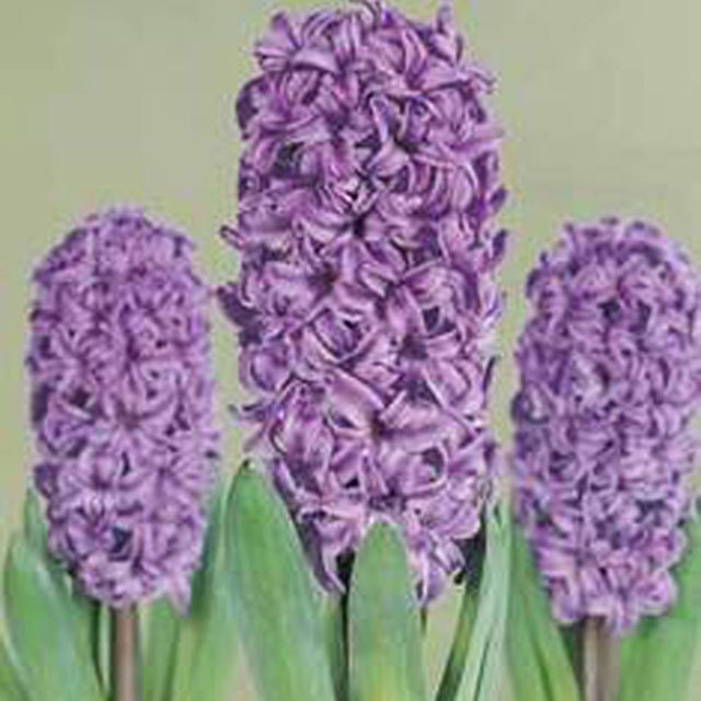 Hyacinthus orientalis Atlantic
