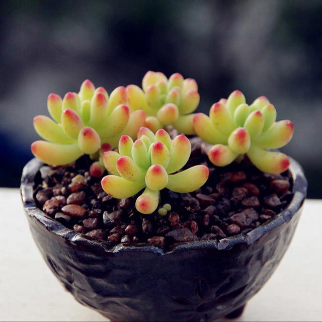 Sedum pachyphyllum Yellow Leaves
