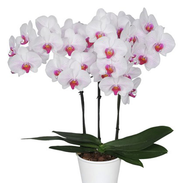 Phalaenopsis Denver