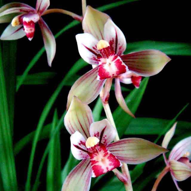 Cymbidium ensifolium Tiny Black Flies