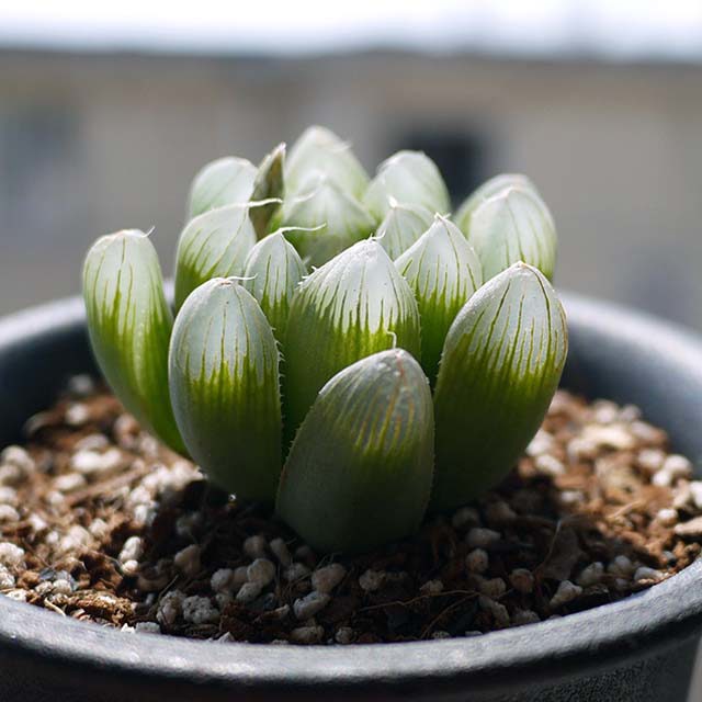 Haworthia cymbiformis transiens White Cottony Spots