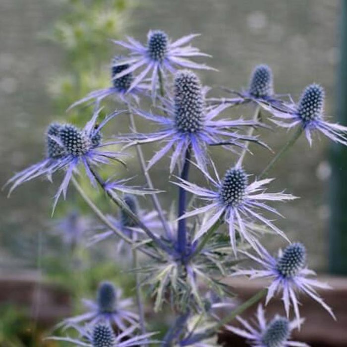 Eryngium Magical Star