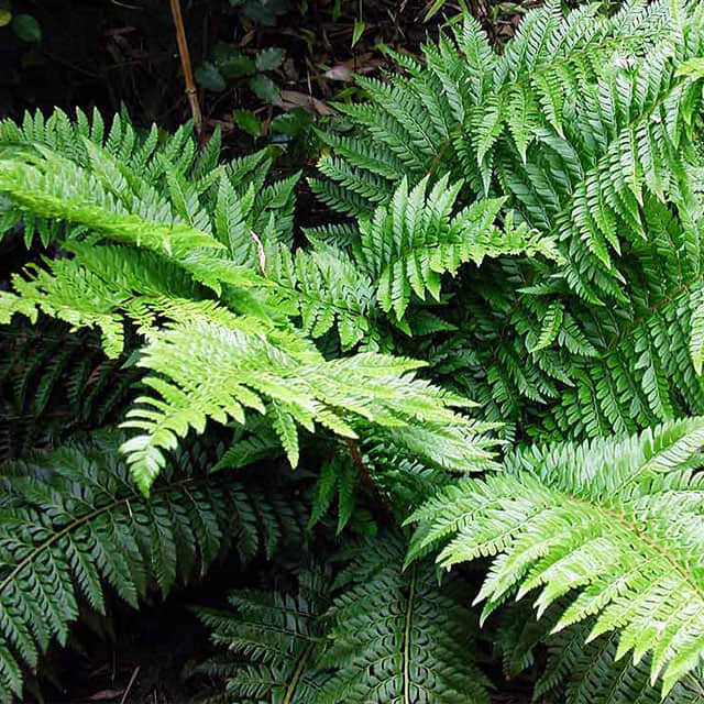 Polystichum aculeatum