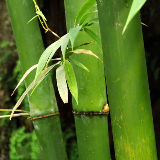 Bambusa oldhamii