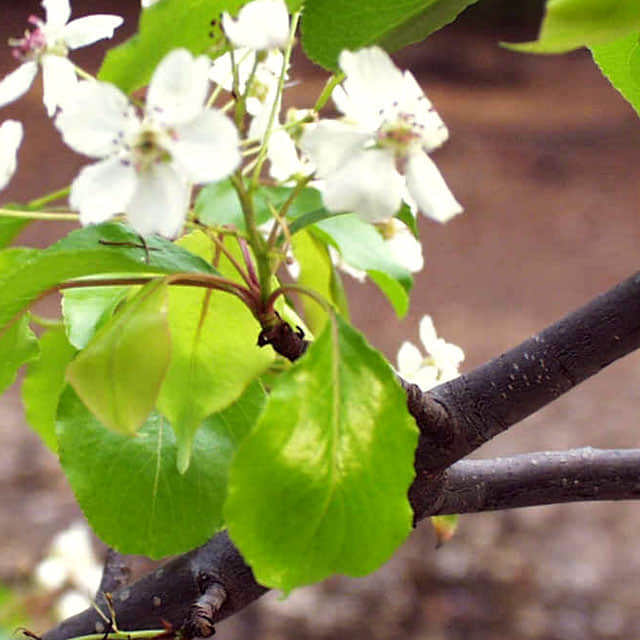 Pyrus kawakamii