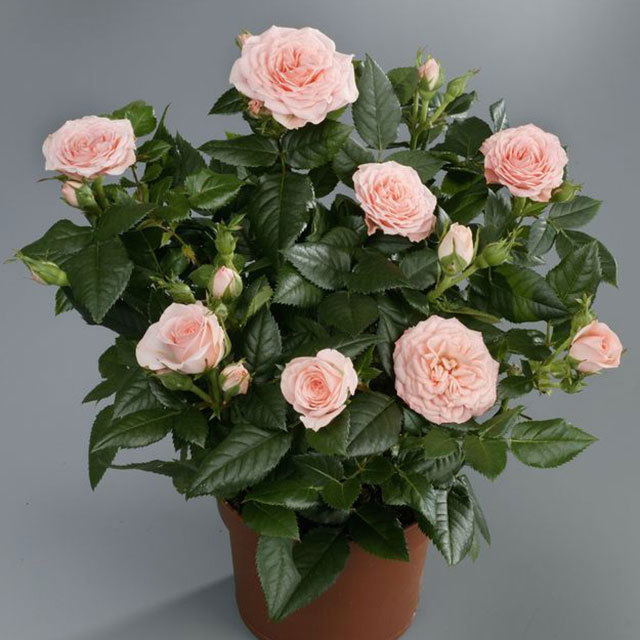 Mini Rose Baby Jewel