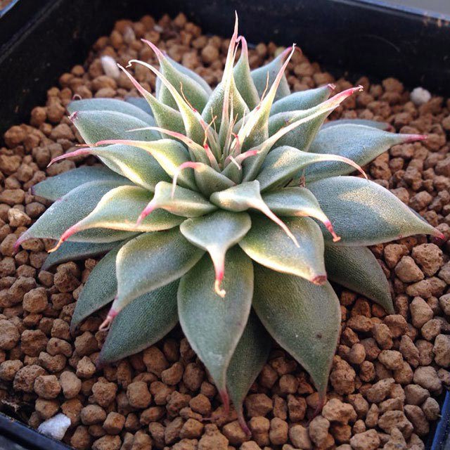 Graptoveria Silver Star Leggy Stems