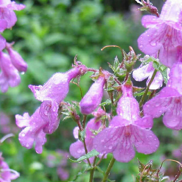 Penstemon smallii