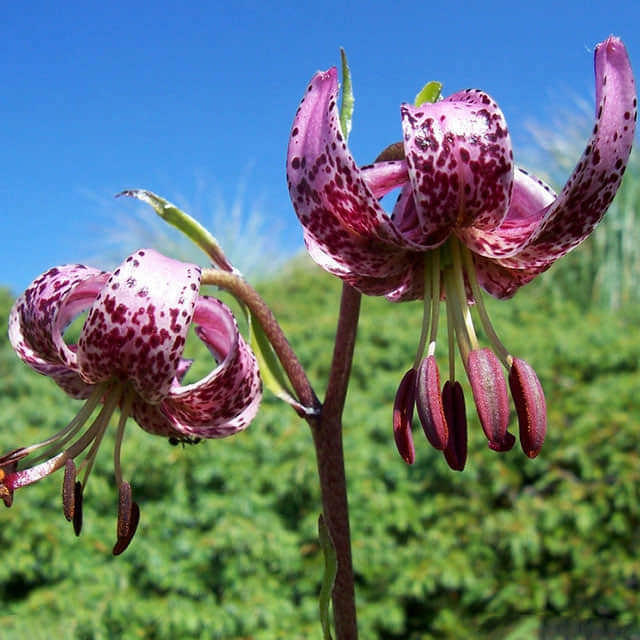 Lilium martagon Fine Webbing