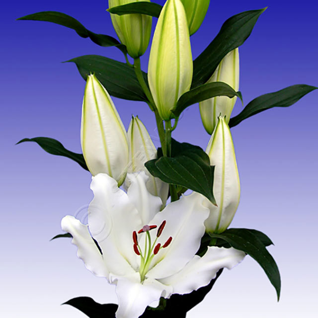 Lilium Oriental Witte Tornado