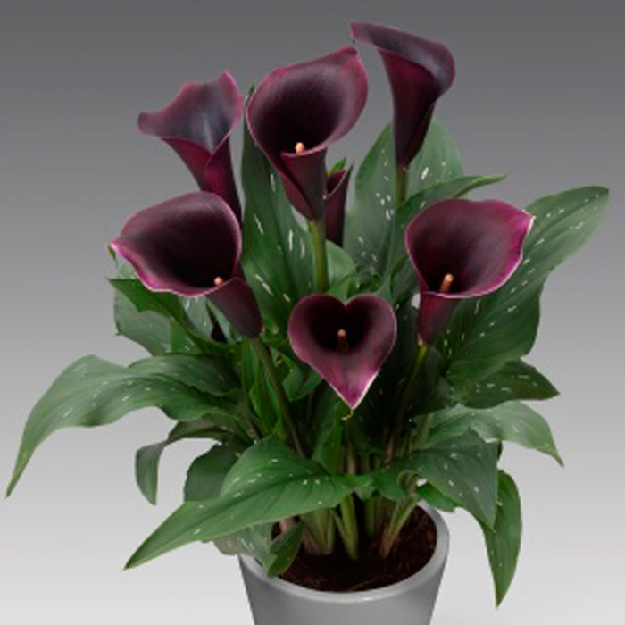 Zantedeschia Captain Caruso Drooping Leaves