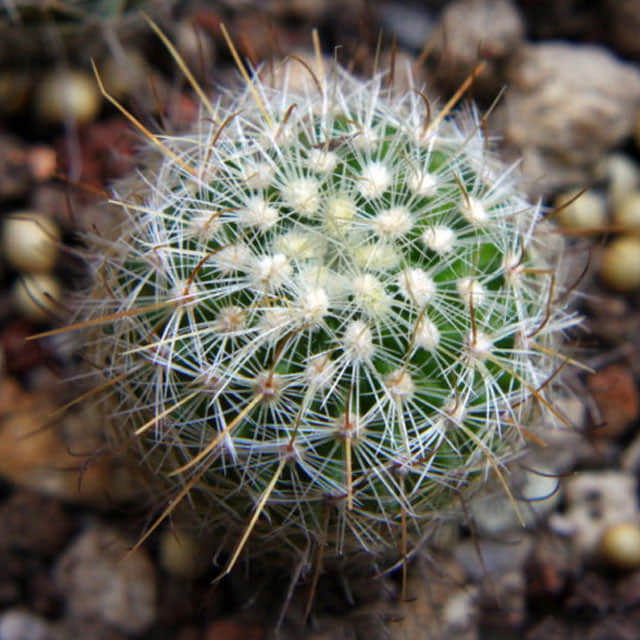 Mammillaria geminispina Sticky Leaves