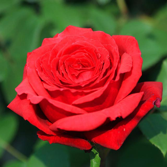 Rosa chinensis Fine Webbing