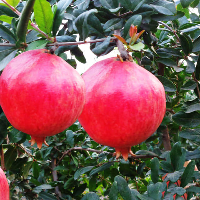 Punica granatum