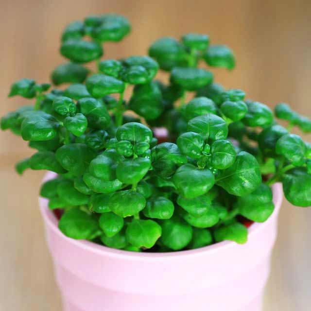 Soleirolia soleirolii