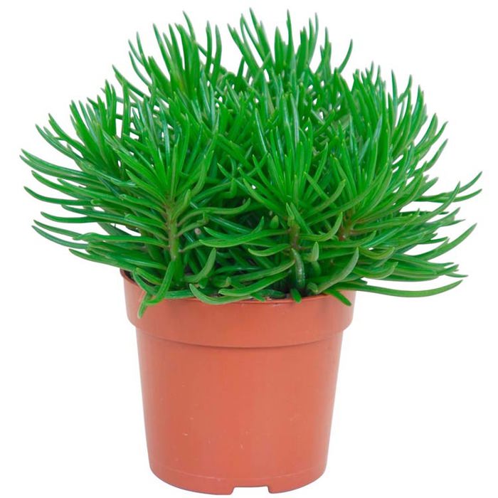 Senecio himalaya
