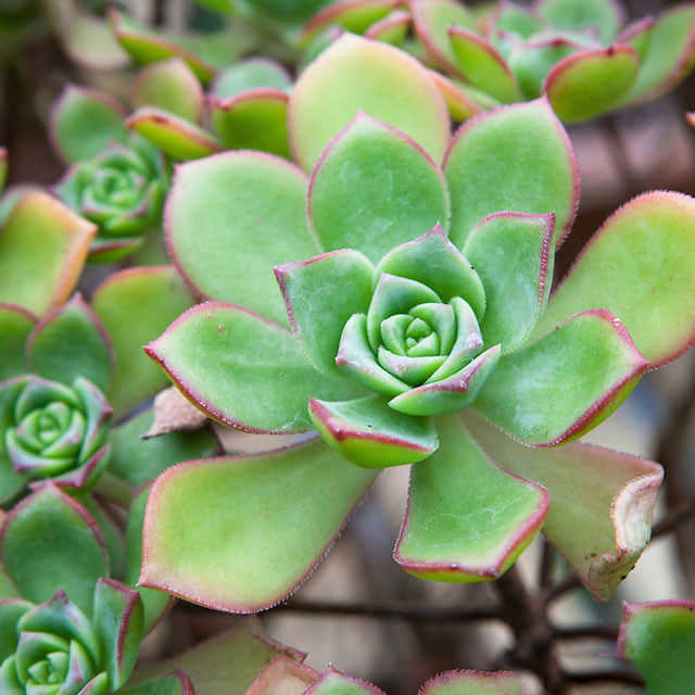 Aeonium haworthii Sudden Leaf Drop