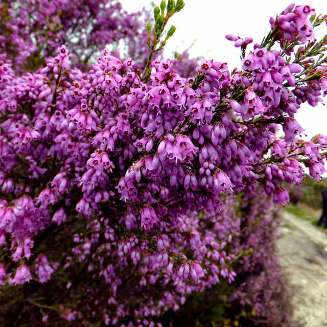 Erica australis