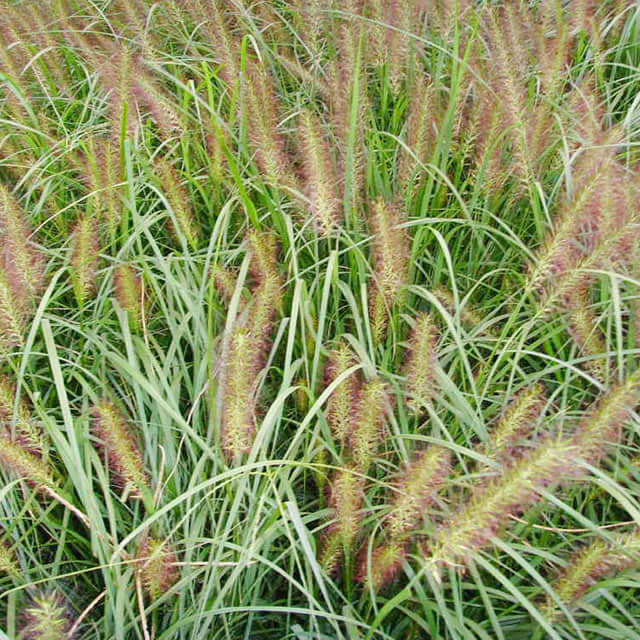 Miscanthus giganteus