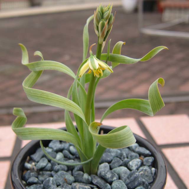 Albuca namaquensis