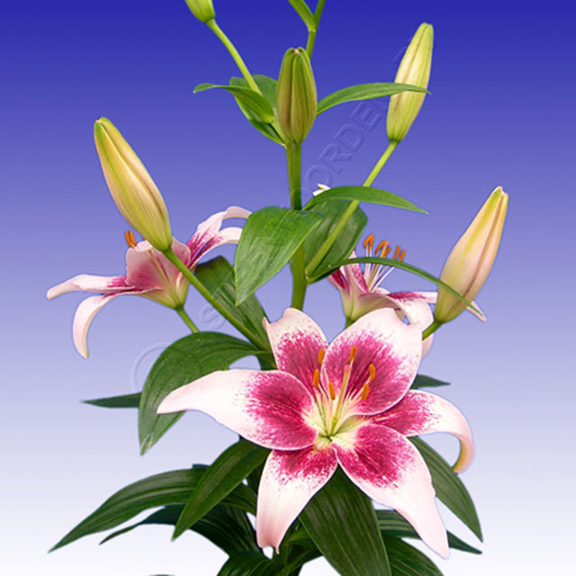 Lilium Tango Strawberry