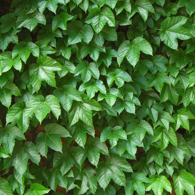 Parthenocissus tricuspidata