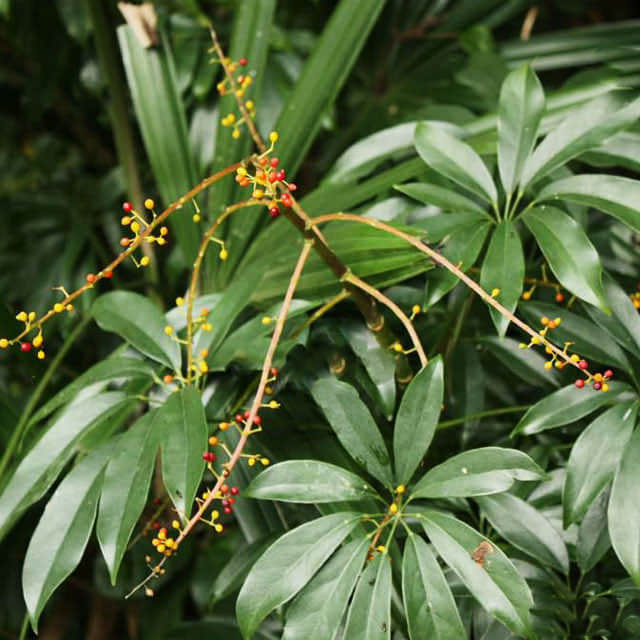 Schefflera arboricola