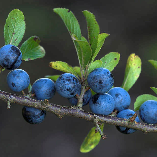 Prunus spinosa